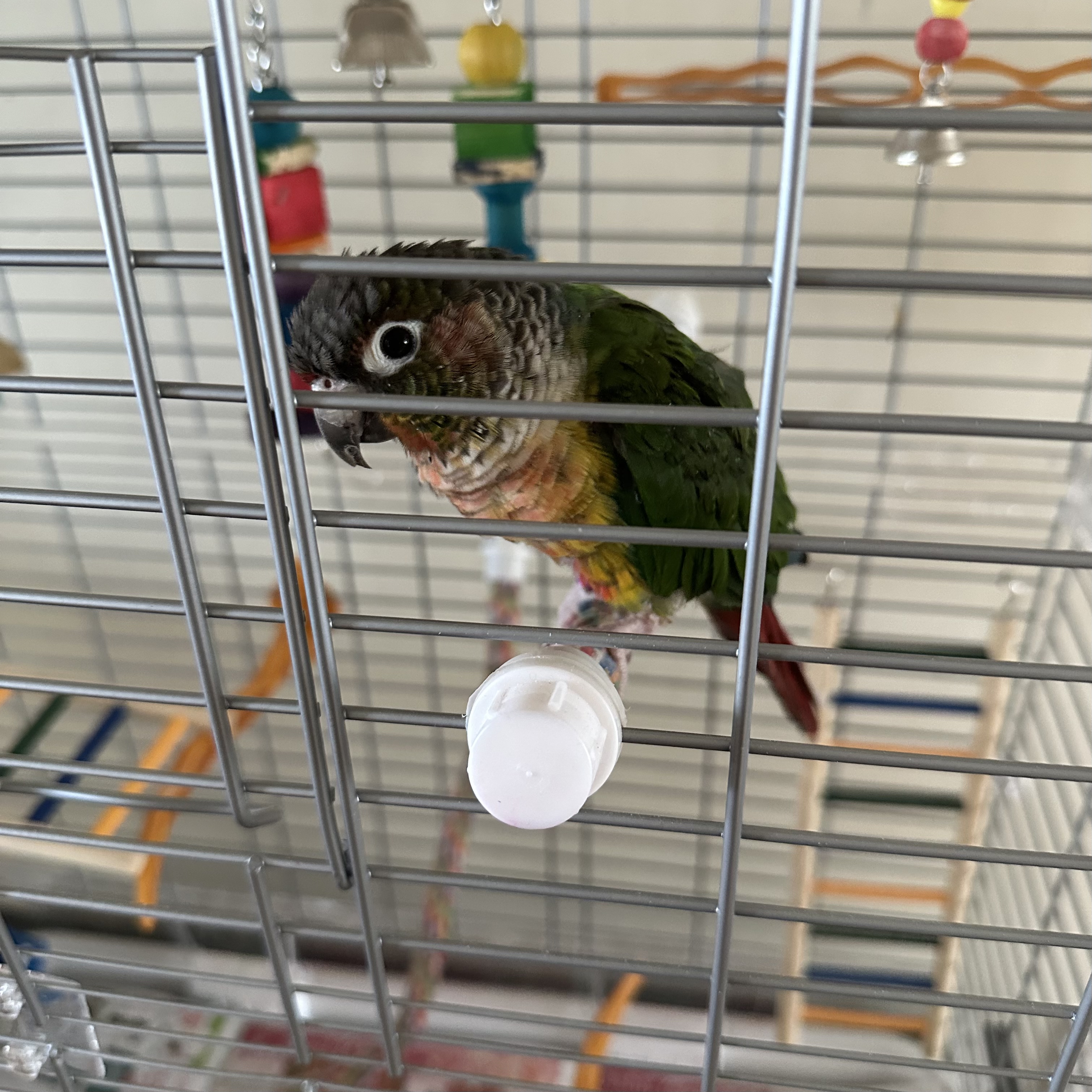 sound of my bird <br><audio controls src='audio/angy dash.m4a'></audio>